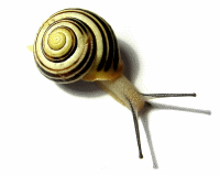 Slow snail